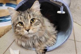 
			Tierschutz-Verstoß: 43 Maine-Coon-Katzen fluten Tierheim Herne: Wie geht‘s ihnen?