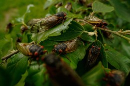 
			Insekten: Forscher: Zikadenschwemme in Mitte und Südosten der USA